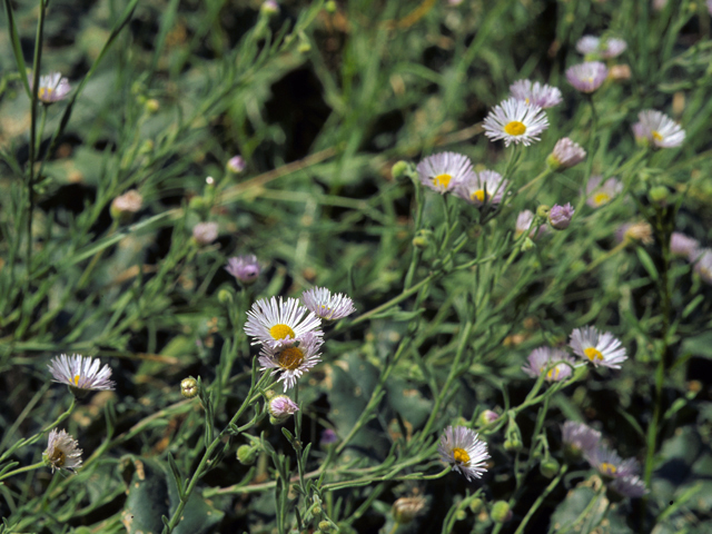 Erigeron colomexicanus (Running fleabane) #22361