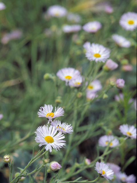 Erigeron colomexicanus (Running fleabane) #22362