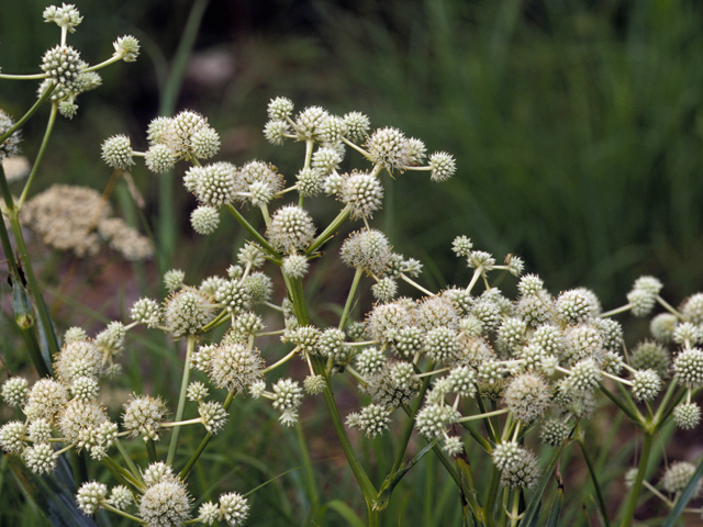 Eryngium yuccifolium (Rattlesnake master) #22409