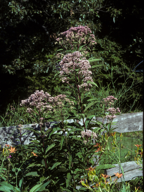 Eutrochium fistulosum (Joe-pye weed) #22448