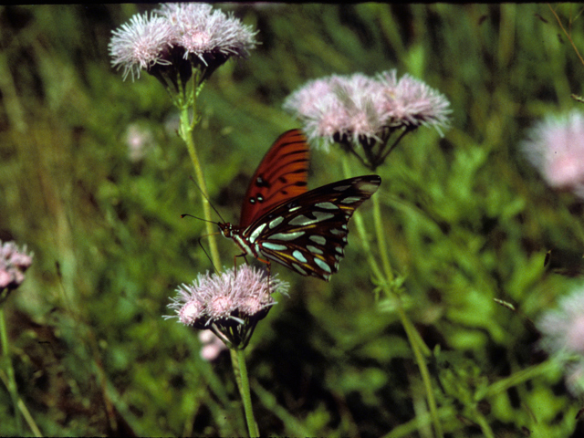 Conoclinium greggii (Gregg's mistflower ) #22452