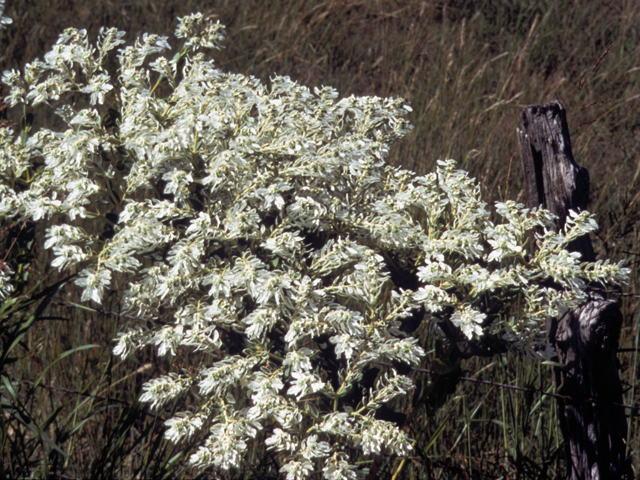 Euphorbia marginata (Snow on the mountain) #22475