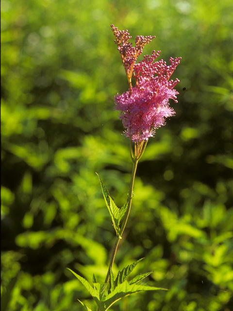 Filipendula rubra (Queen of the prairie) #22524