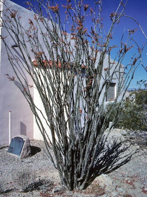 Fouquieria splendens (Ocotillo) #22538