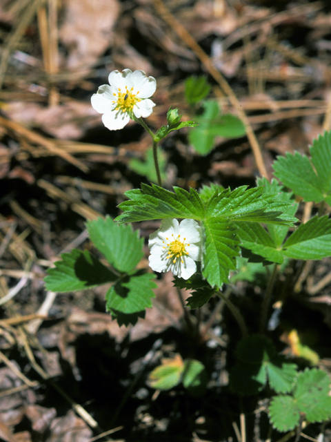 Fragaria vesca ssp. bracteata (Woodland strawberry) #22544