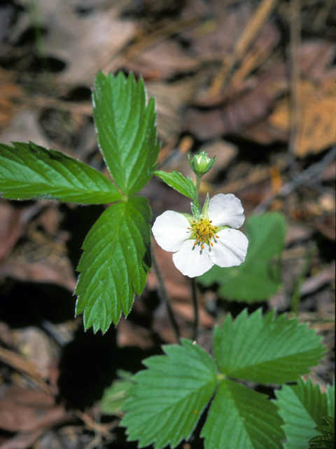 Fragaria vesca ssp. bracteata (Woodland strawberry) #22545