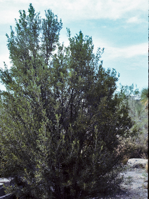 Fraxinus greggii (Gregg's ash) #22559