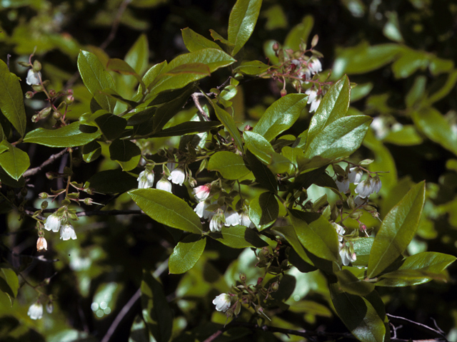 Gaylussacia dumosa (Dwarf huckleberry) #22611