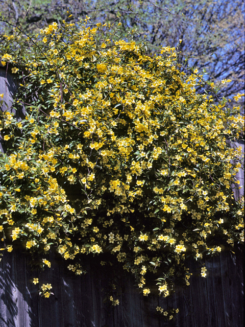 Gelsemium sempervirens (Carolina jessamine) #22614