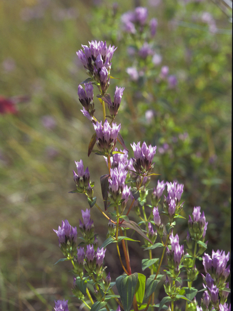 Gentianella quinquefolia ssp. quinquefolia (Agueweed) #22624