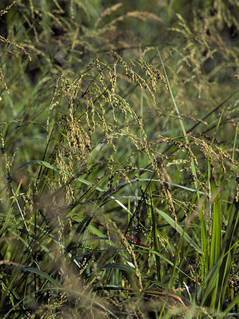 Glyceria striata (Fowl mannagrass) #22641