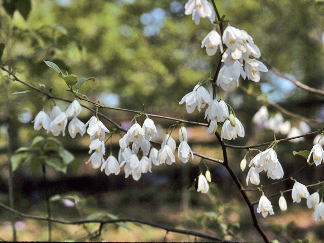 Halesia diptera (Two-wing silverbell) #22653