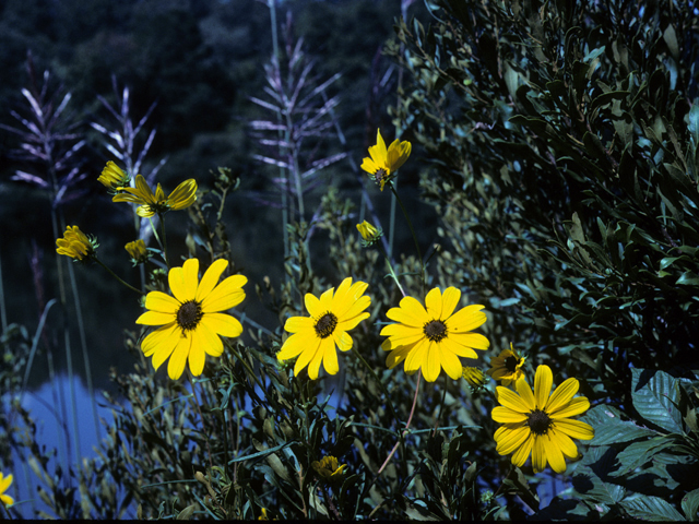 Helianthus angustifolius (Swamp sunflower) #22688