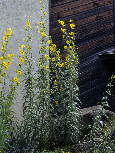 Helianthus maximiliani (Maximilian sunflower) #22698