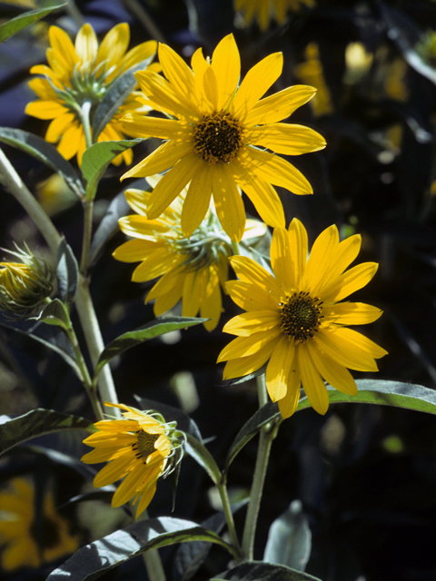 Helianthus maximiliani (Maximilian sunflower) #22700