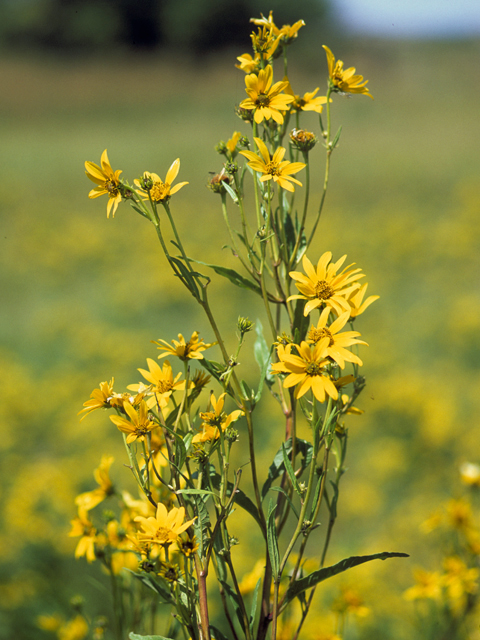 Helianthus nuttallii (Nuttall's sunflower) #22702