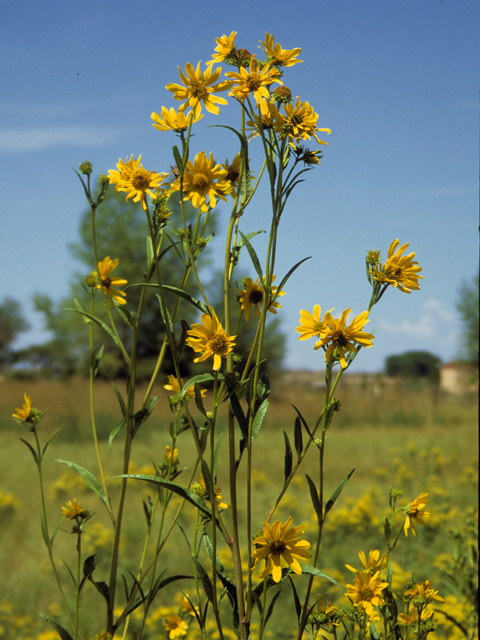 Helianthus nuttallii (Nuttall's sunflower) #22703