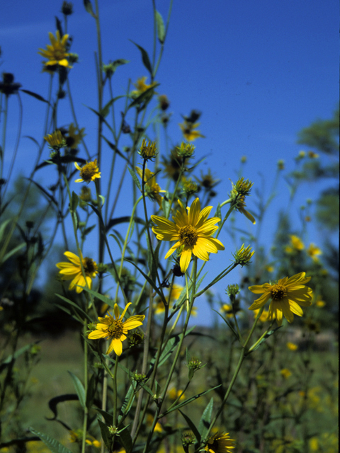 Helianthus nuttallii (Nuttall's sunflower) #22704