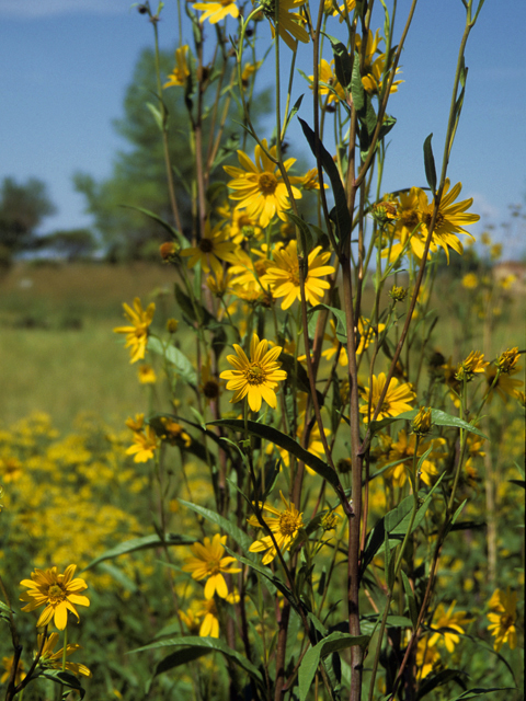 Helianthus nuttallii (Nuttall's sunflower) #22705