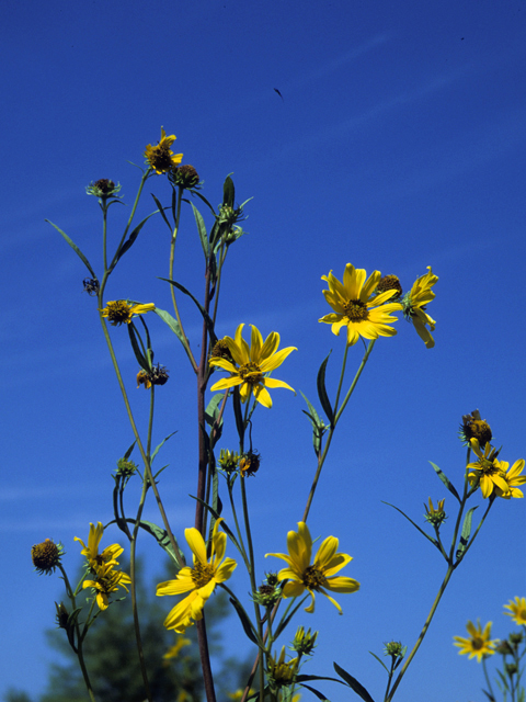 Helianthus nuttallii (Nuttall's sunflower) #22706