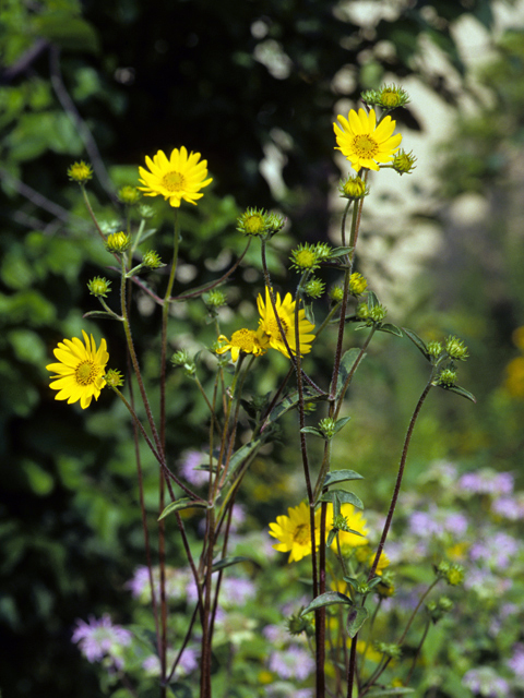 Helianthus occidentalis (Fewleaf sunflower) #22708