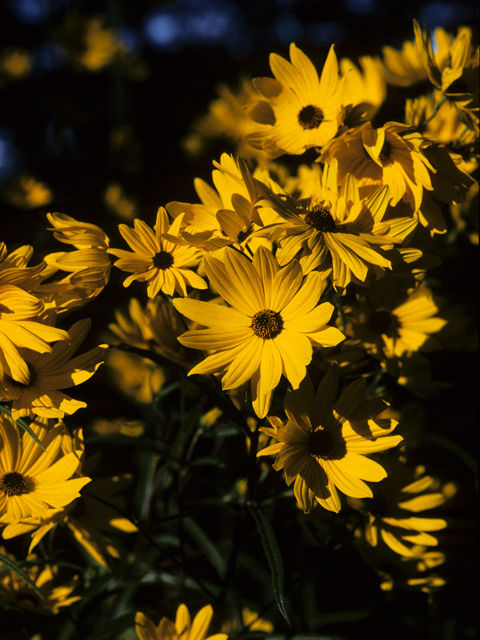 Helianthus simulans (Muck sunflower) #22709