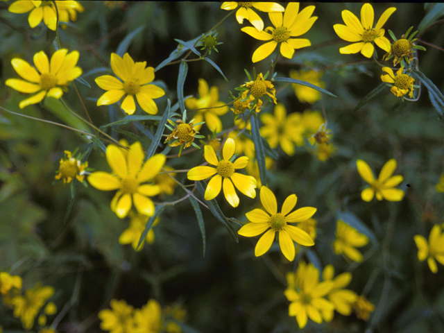 Heliomeris multiflora (Showy goldeneye) #22713