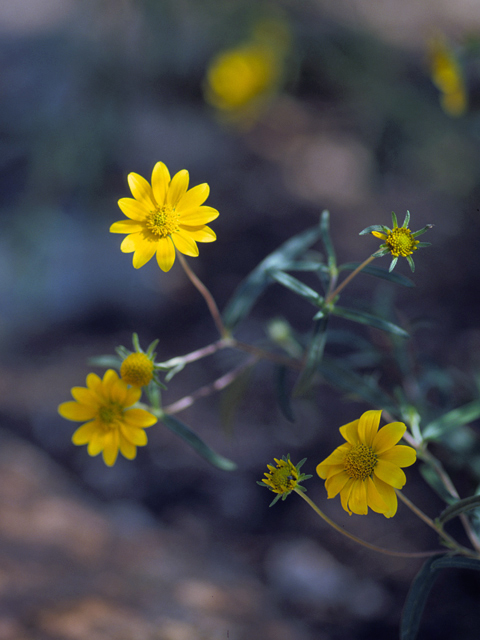 Heliomeris multiflora (Showy goldeneye) #22714