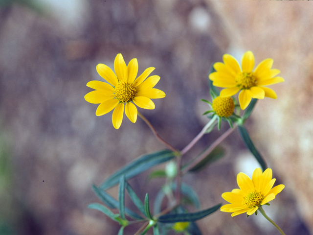 Heliomeris multiflora (Showy goldeneye) #22715