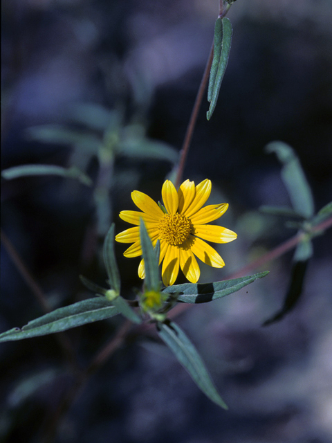 Heliomeris multiflora (Showy goldeneye) #22717