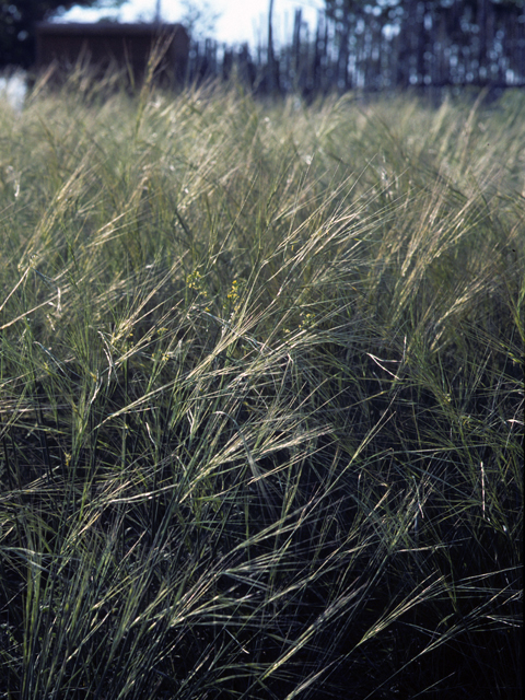 Hesperostipa comata (Needle and thread) #22740