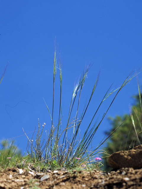 Hesperostipa comata (Needle and thread) #22741