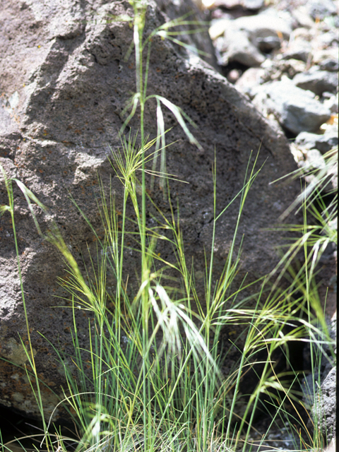 Hesperostipa comata (Needle and thread) #22742