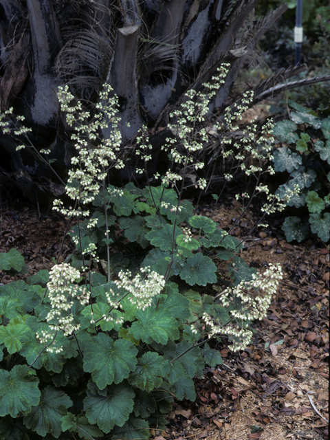 Heuchera maxima (Island alumroot) #22760