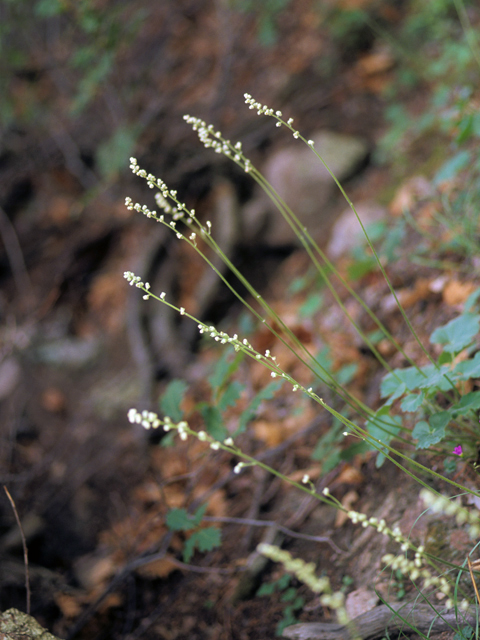 Heuchera novomexicana (New mexico alumroot) #22764