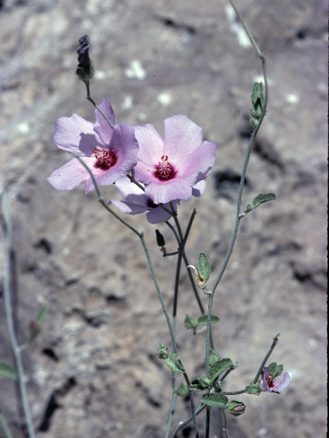 Hibiscus denudatus (Paleface) #22780