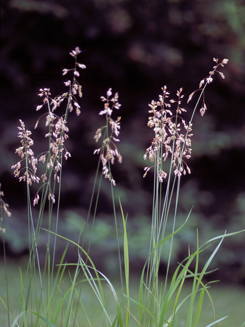 Hierochloe odorata (Sweetgrass) #22789