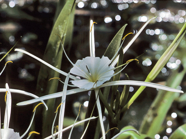 Hymenocallis liriosme (Texas spiderlily) #22813