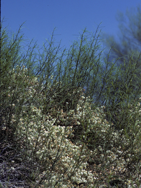 Hymenoclea salsola (Burrobrush) #22814