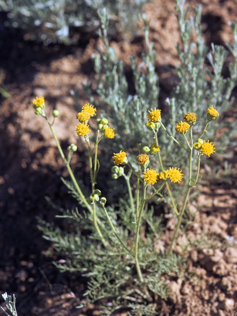 Hymenopappus flavescens var. flavescens (Collegeflower) #22819