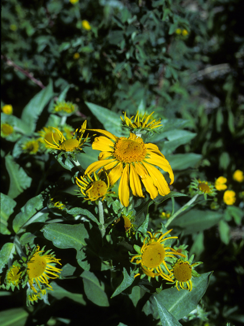 Hymenoxys hoopesii (Owl's-claws) #22824