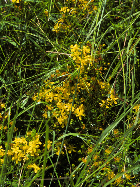 Hypericum sphaerocarpum (Roundseed st. john's-wort) #22839