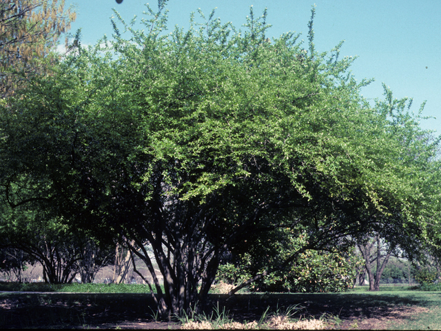 Ilex decidua (Possumhaw) #22846