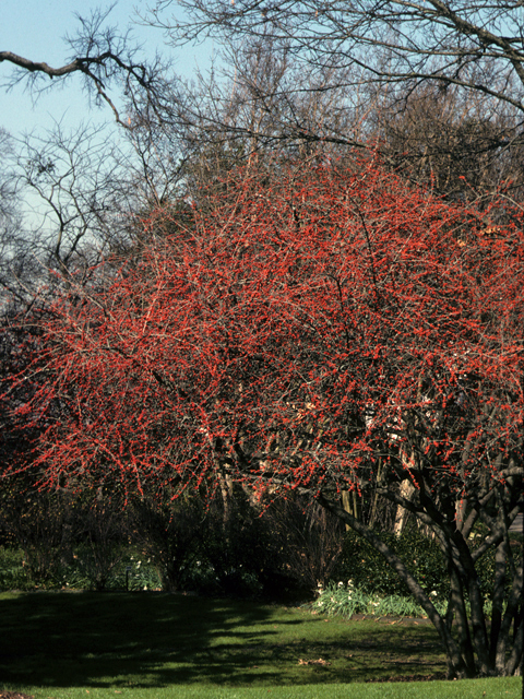 Ilex decidua (Possumhaw) #22849