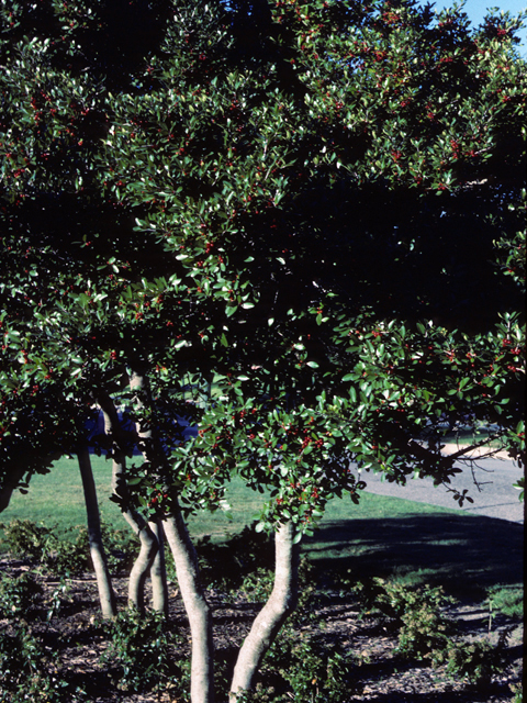 Ilex vomitoria (Yaupon) #22862