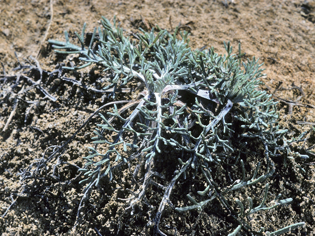 Ipomopsis rubra (Standing cypress) #22886