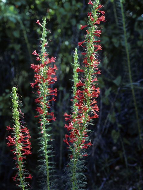 Ipomopsis rubra (Standing cypress) #22887