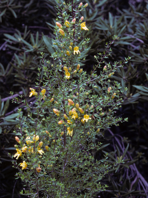 Keckiella antirrhinoides (Snapdragon penstemon) #22973