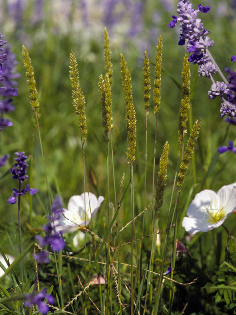 Koeleria macrantha (Prairie junegrass) #22978