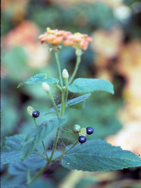 Lantana urticoides (Texas lantana) #22996